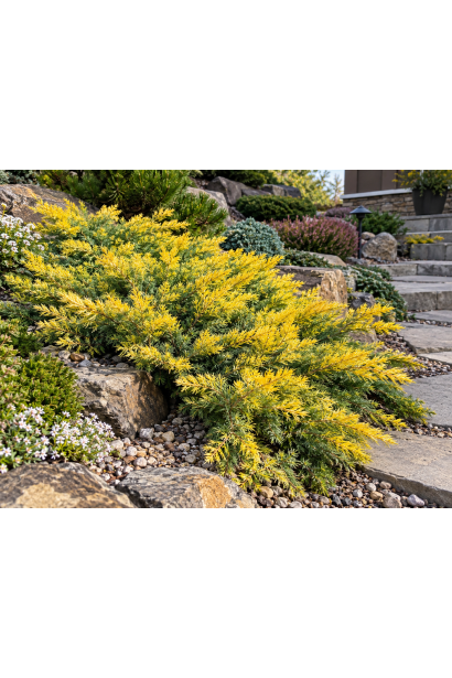 Juniperus conferta Sunflower — яскрава хвоя із жовтими молодими приростами.